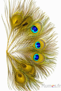 Pauw blauw - 13-18 cm - geel